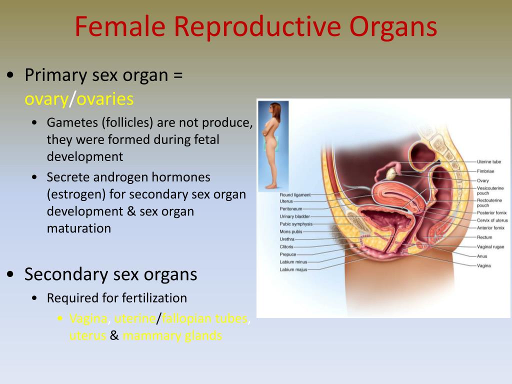 Development Of Sex Organs 102