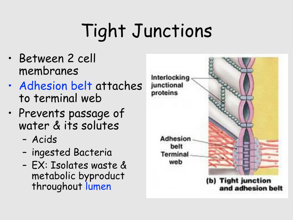 Epithelial Tissues PowerPoint Presentation Biology Diagrams