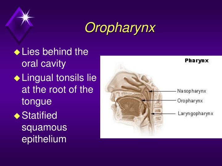 ppt-module-a2-upper-airway-anatomy-physiology-powerpoint