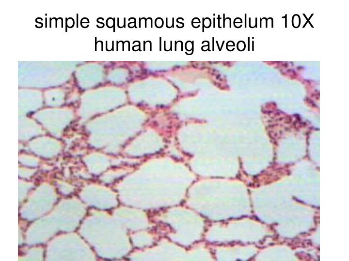 PPT - Epithelial Tissues PowerPoint Presentation - ID:308349 PPT - Epithelial Tissues PowerPoint Presentation - ID:308349