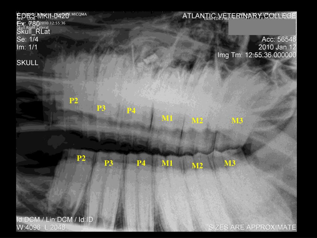 m1 m2 m3 anatomy and physiology The neuromuscular physiology presenter - dr sourav parts of nmj the anatomy of nmj consist of following parts: pre-synaptic only m1, m2 and m3, receptors have been functionally characterized. m1 m2 m3 anatomy and physiology The neuromuscular physiology presenter - dr sourav parts of nmj the anatomy of nmj consist of following parts: pre-synaptic only m1, m2 and m3, receptors have been functionally characterized.