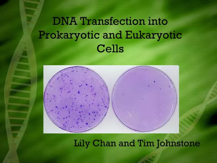 an essay on eukaryotic organelles Nearly all animal cells have a nucleus, with the only exception being the red blood cell the nucleus has two major functions, which are housing the dna and controlling the cell’s. an essay on eukaryotic organelles Nearly all animal cells have a nucleus, with the only exception being the red blood cell the nucleus has two major functions, which are housing the dna and controlling the cell’s.