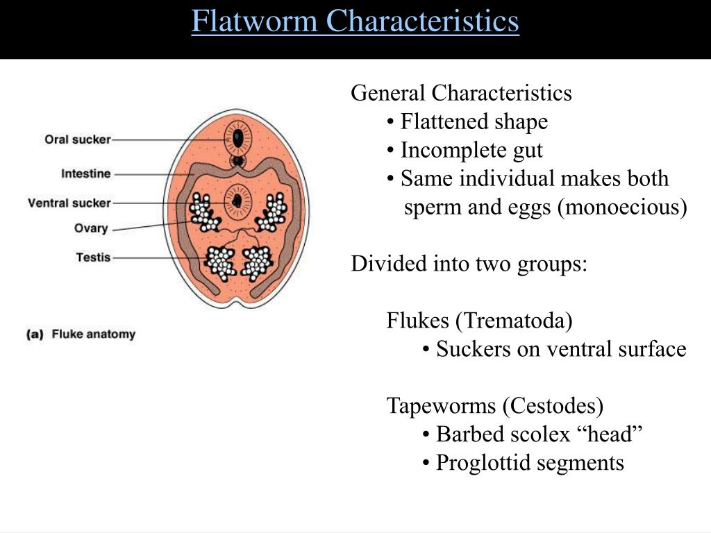 PPT - Eukaryotic Pathogens: Helminthes What types of eukaryotic organisms are ...