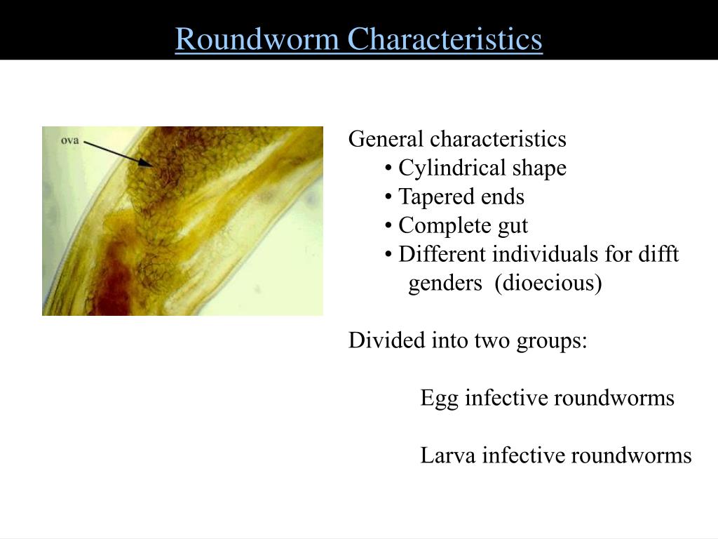 PPT - Eukaryotic Pathogens: Helminthes What types of eukaryotic organisms are ...1024 x 768