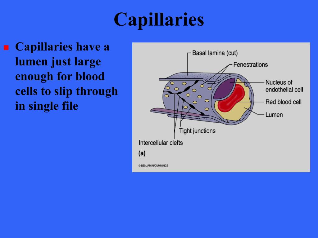 What is the main job of the capillaries