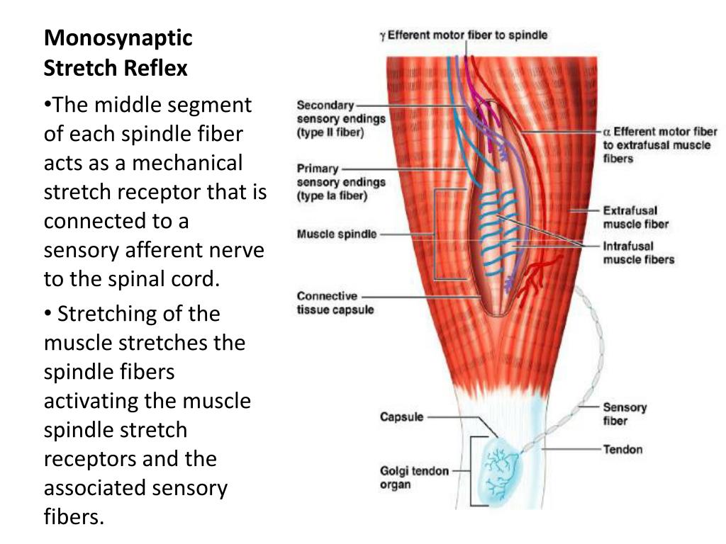 Reflex Physiology PowerPoint Presentation Biology Diagrams
