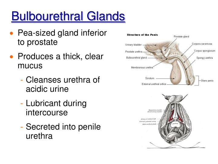 Cowper's Gland Simple Definition at Maria Lewis blog