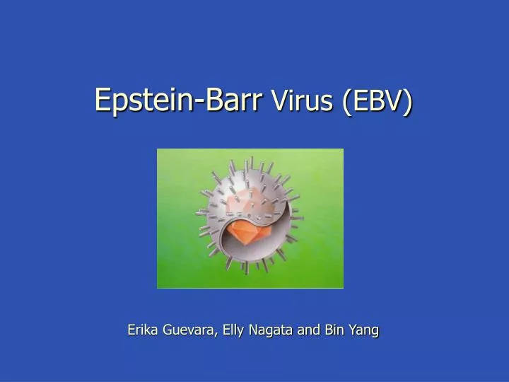 the epstein barr virus essay Cardiovascular quiz microbiology essay 19 a childhood disease (fifth disease) is caused by _____ epstein-barr virus coxsackie viruses streptococcus pyogenes. the epstein barr virus essay Cardiovascular quiz microbiology essay 19 a childhood disease (fifth disease) is caused by _____ epstein-barr virus coxsackie viruses streptococcus pyogenes.