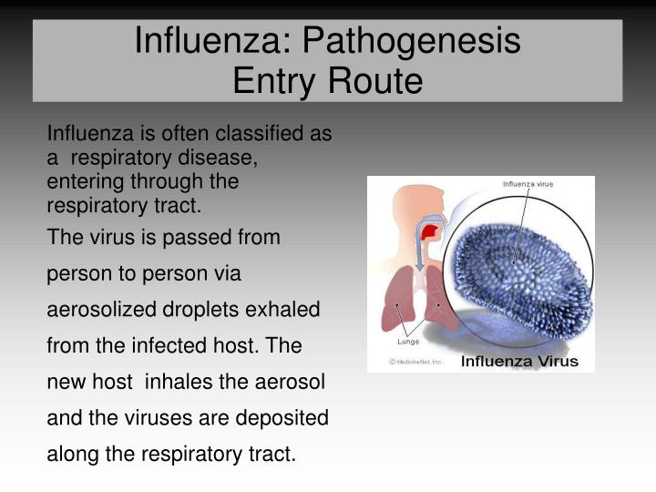 PPT Influenza Pathogenesis Overview PowerPoint Presentation ID 327606