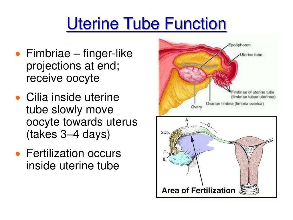 hysterectomy-relevant-anatomy