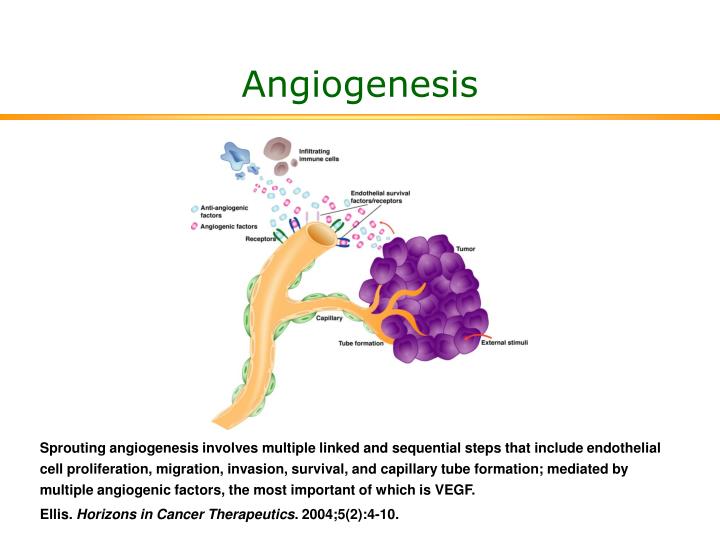 PPT - Angiogenesis PowerPoint Presentation - ID:331206