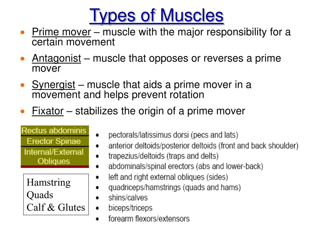 PPT Chapter 6 The Muscle Anatomy PowerPoint Presentation ID337548
