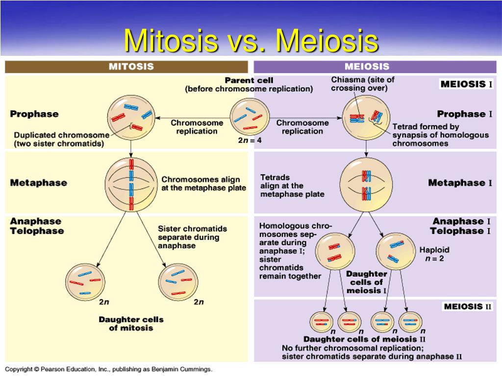 PPT - Meiosis and genetic variation PowerPoint ... 