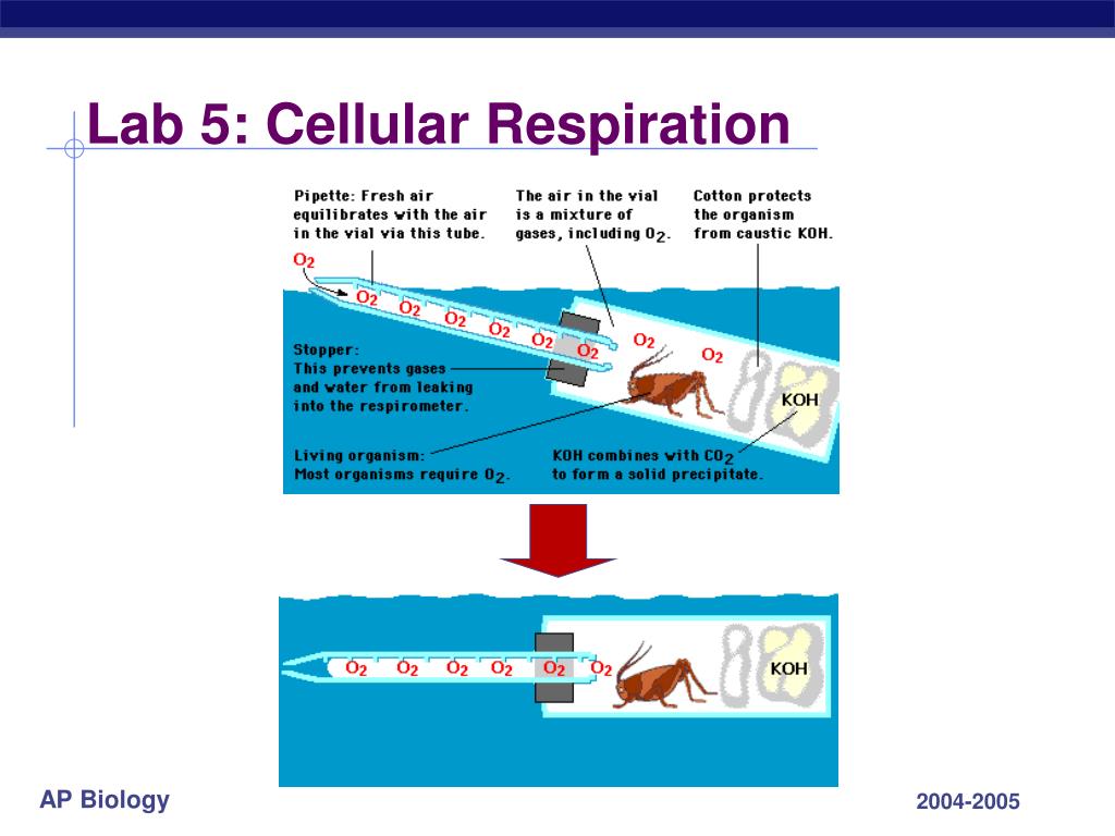 Ap bio lab 5   cellular respiration — bozemanscience