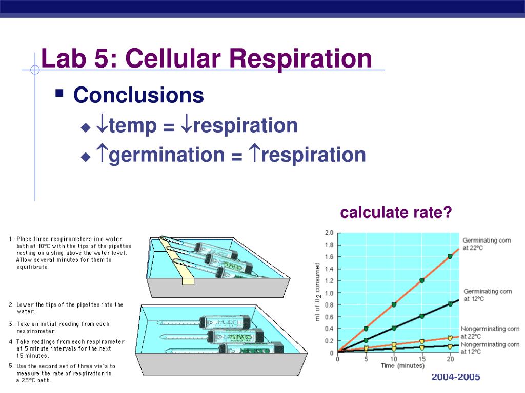 Lab 5 cellular respiration by kris layher   biology junction