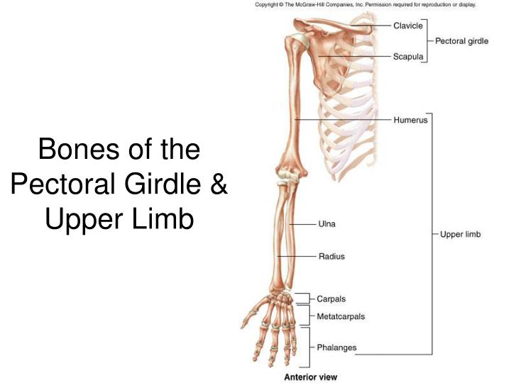 Pectoral Girdle And Upper Limb Bones