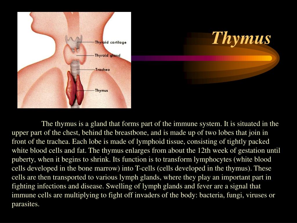 Thymus Gland Function