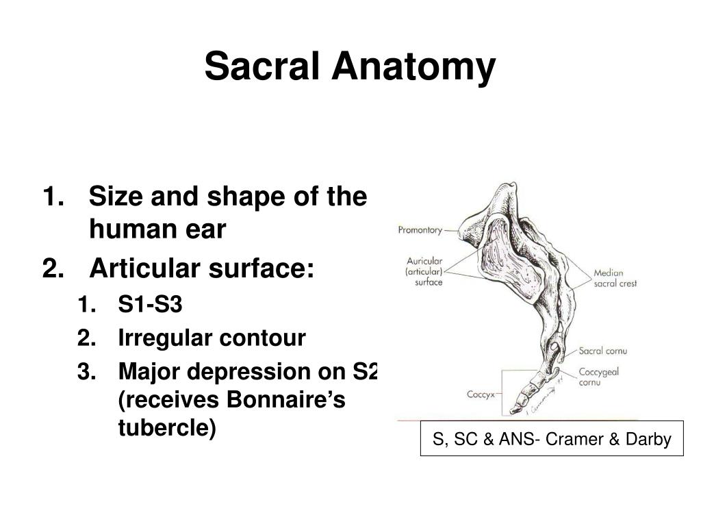 PPT - THE SACROILIAC JOINT PowerPoint Presentation - ID:364062