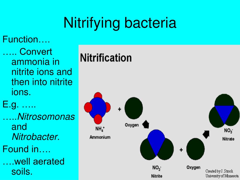 ppt-the-nitrogen-cycle-powerpoint-presentation-id-368207