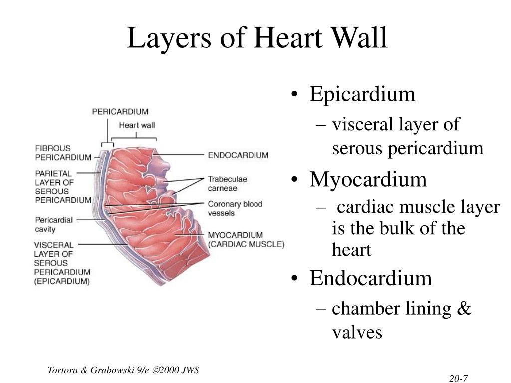 PPT - Chapter 20 The Cardiovascular System: The Heart PowerPoint