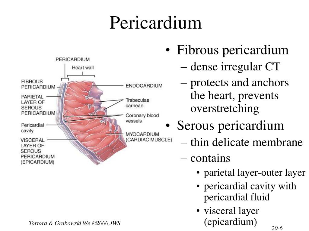 PPT - Chapter 20 The Cardiovascular System: The Heart ...