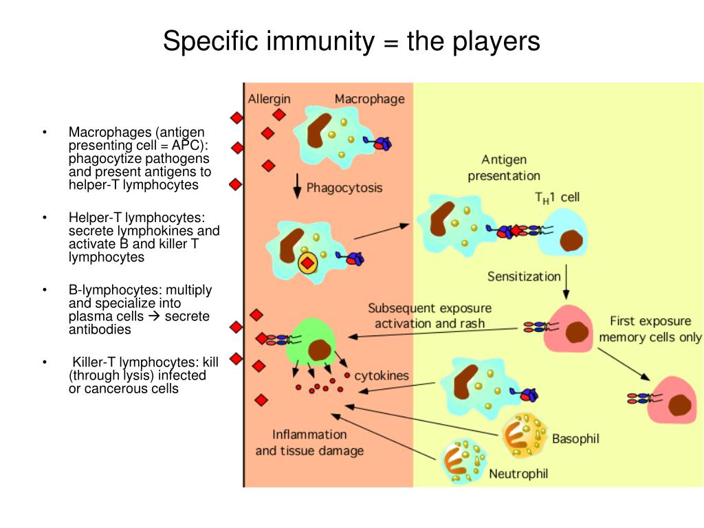 How To Boost Your Immunity Mechanism The Natural Way