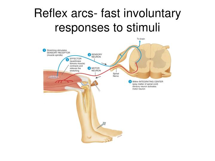 PPT Anatomy and function of the spinal cord and nerves PowerPoint PPT Anatomy and function of the spinal cord and nerves PowerPoint