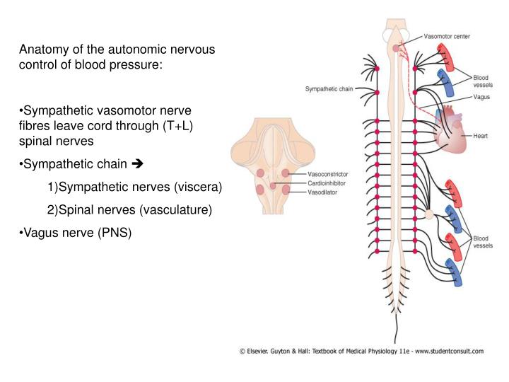 PPT - Short and Long term regulation of blood pressure PowerPoint