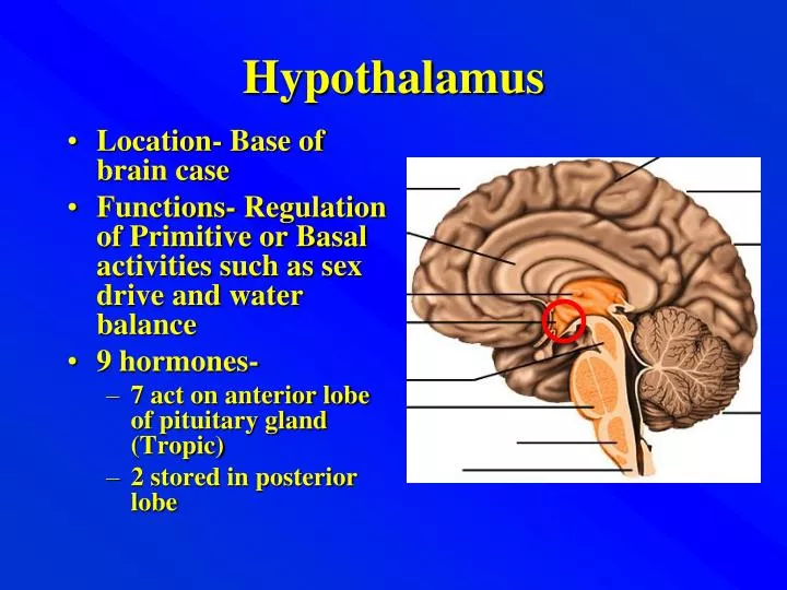 PPT - Hypothalamus PowerPoint Presentation - ID:394800