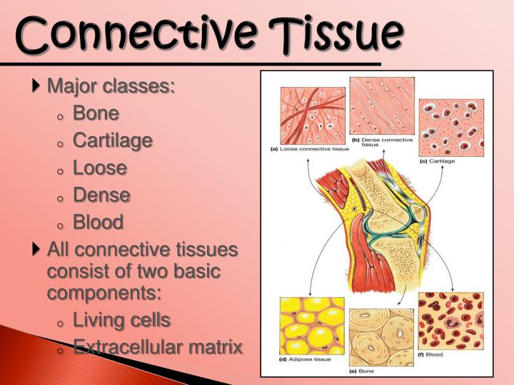 tissue that fill the gap between organs