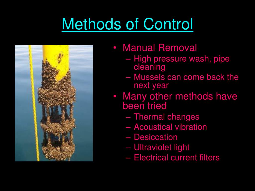 a short description of the invasion of zebra mussels a short description of the invasion of zebra mussels