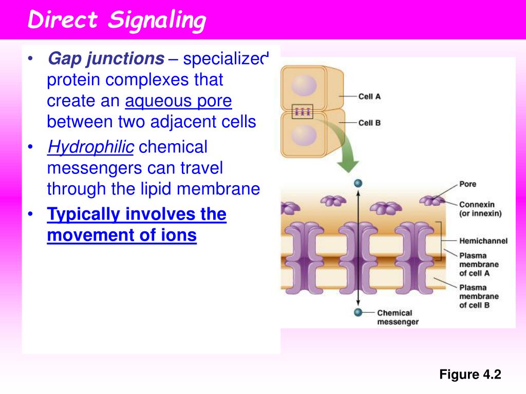 PPT - Hormones and Cell Signaling PowerPoint Presentation - ID:405011