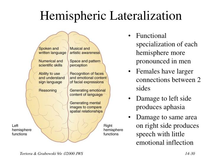 Chapter 14 The Brain and Cranial Nerves PowerPoint Presentation ... Biology Diagrams