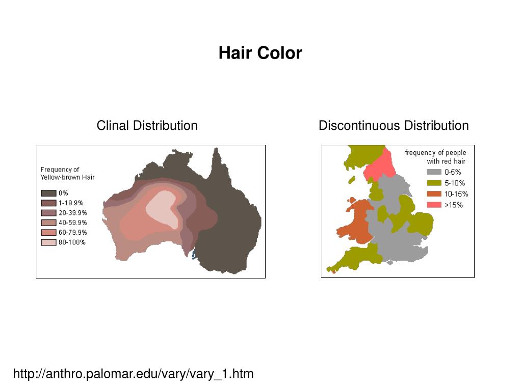 Coloring Hair Power Point | ppt nature genetics supplement november 2004 Coloring Hair Power Point | ppt nature genetics supplement november 2004