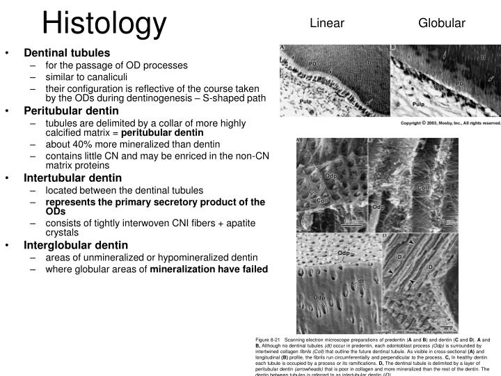 PPT - Dentin, Enamel, Pulp PowerPoint Presentation - ID:414775