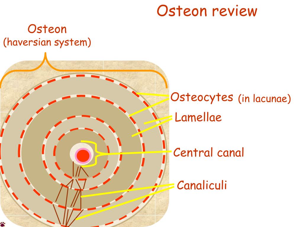 PPT - Osteon development PowerPoint Presentation - ID:416574