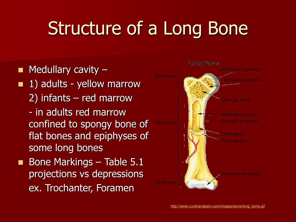 Typical Long Bone Diagram - Osteology : Types of bones learn skeleton