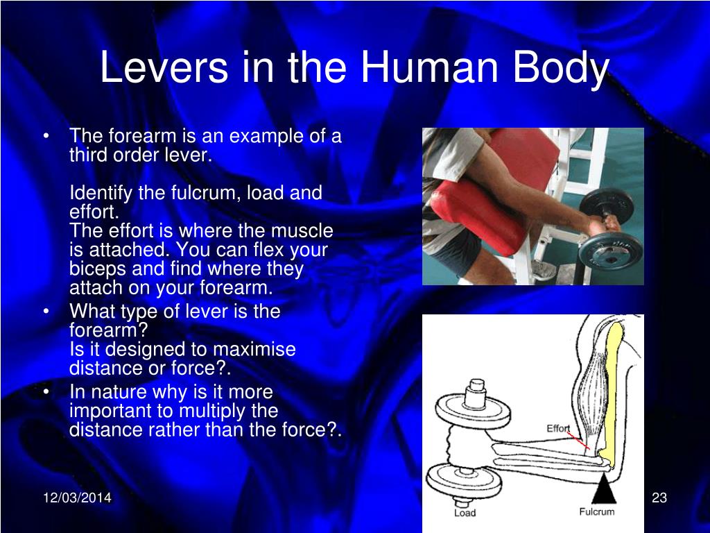 PPT - Levers in the Human Body PowerPoint Presentation - ID:419935