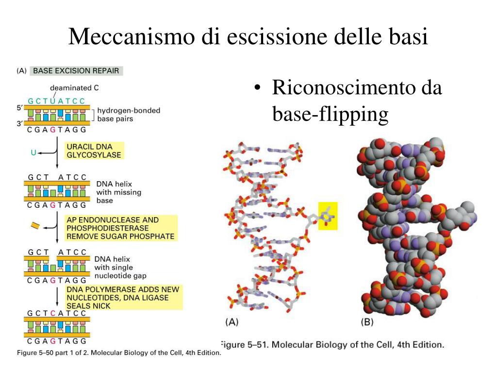 Gli uomini come alzare una potenzialità