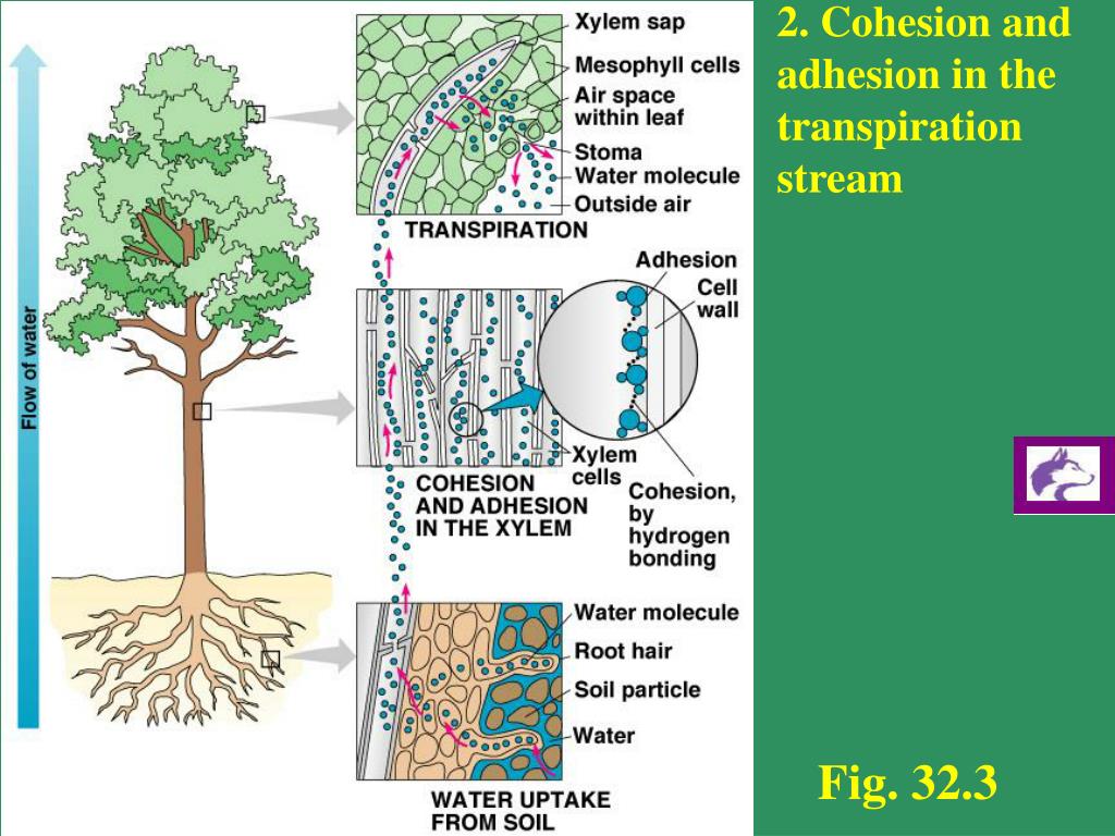 PPT Water uptake, water transport and transpiration