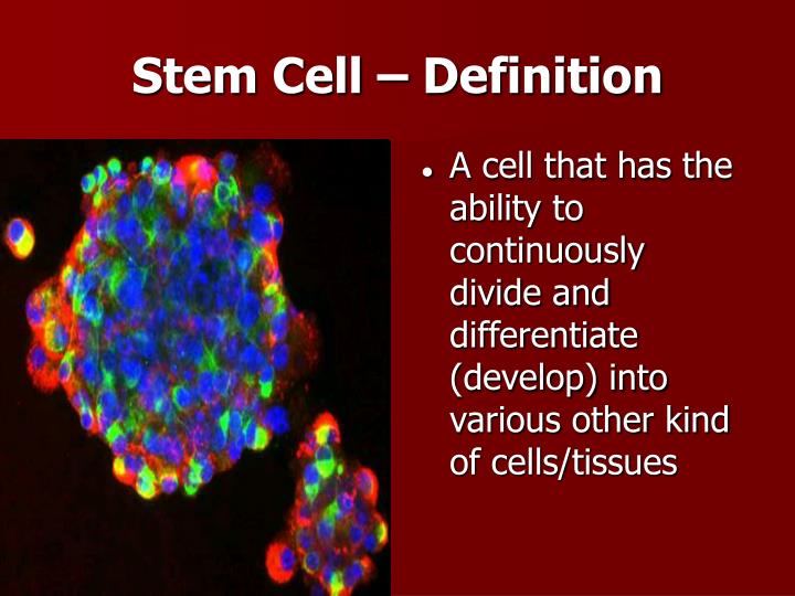 define stem cell biology define stem cell biology
