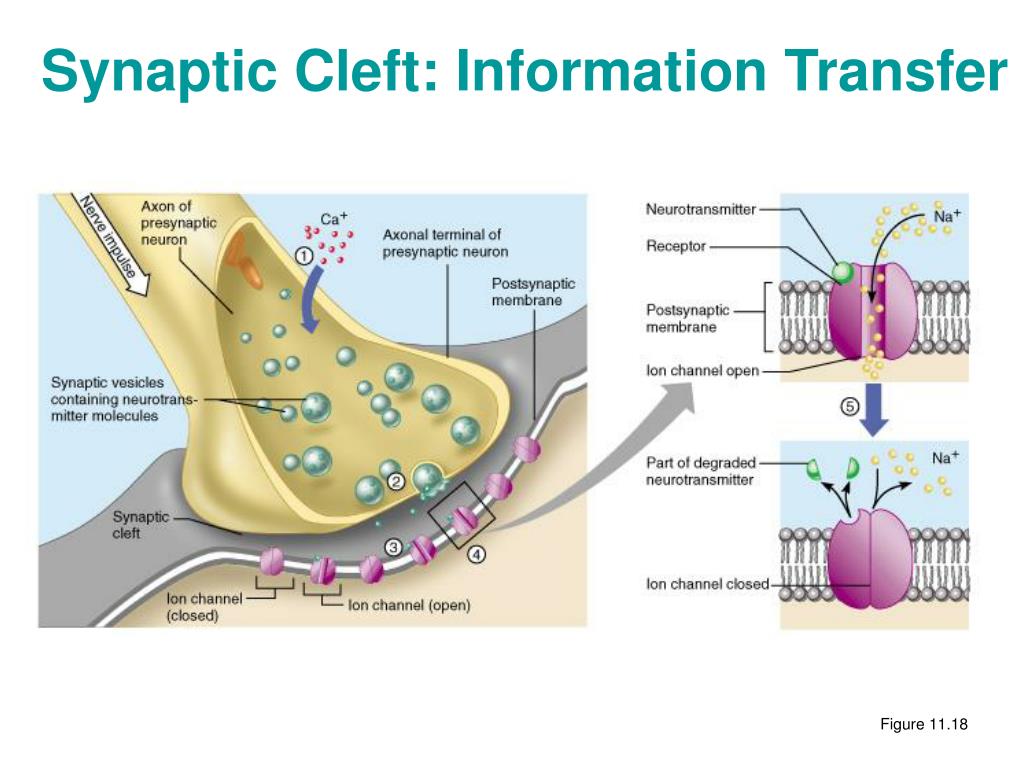 PPT Synaptic Cleft Information Transfer PowerPoint Presentation ID