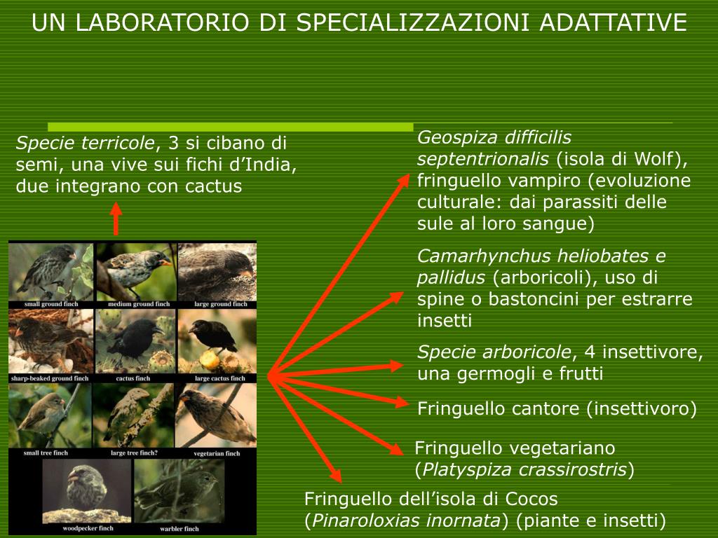 Gli eosinophils sono vermi
