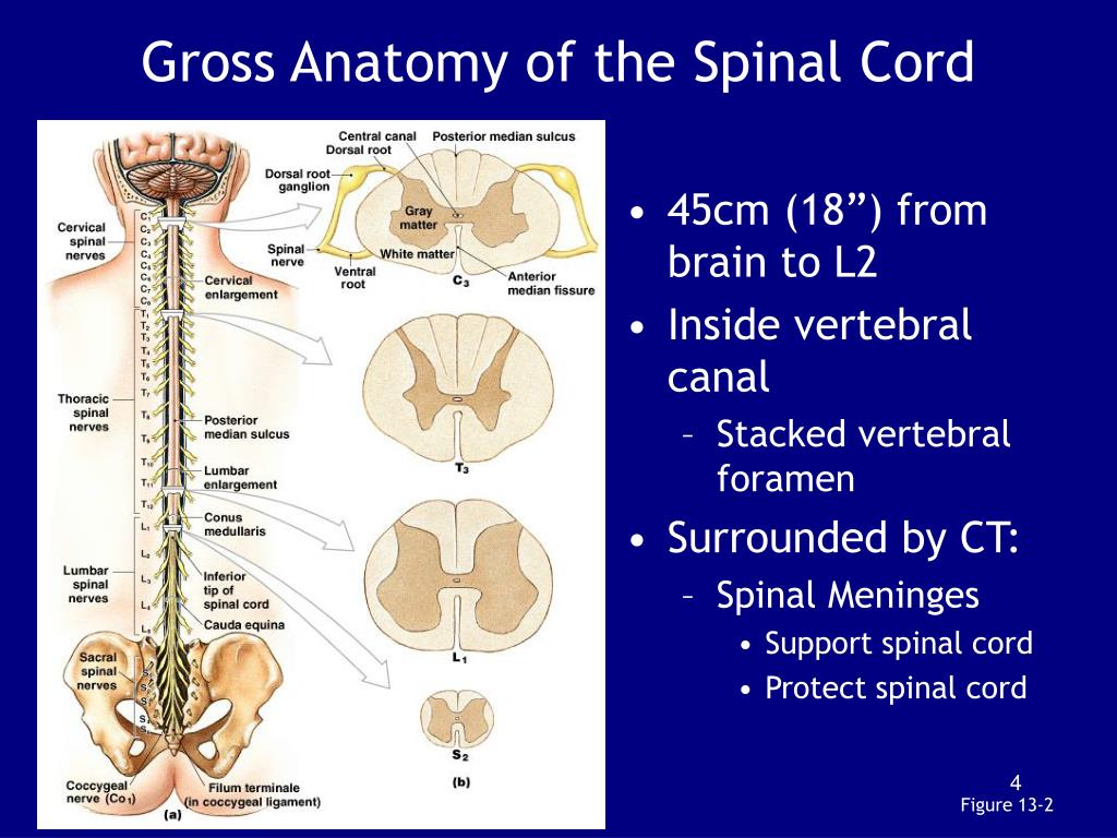 Herbs penetrate nerves spinal cord