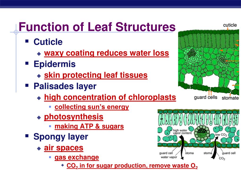 PPT - Photosynthesis: Life from Light and Air PowerPoint Presentation