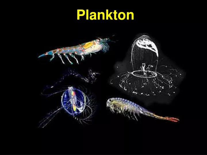 jellyfissh plankton nekton or benthos