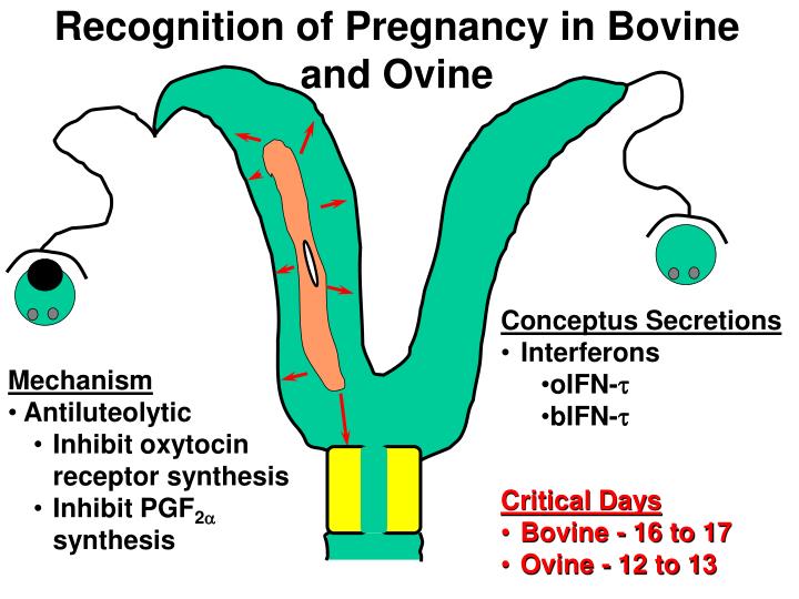 ovine bovine porcine equine caprine ovine bovine porcine equine caprine