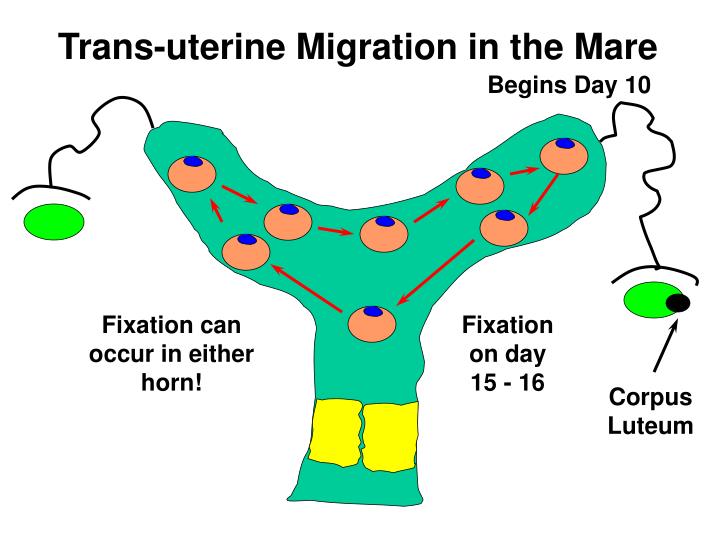 PPT - Lecture 19 Placentation And Maternal Recognition Of Pregnancy ...