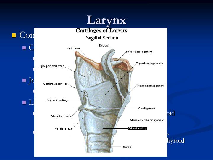 PPT - Diseases of Pharynx and Larynx PowerPoint ...