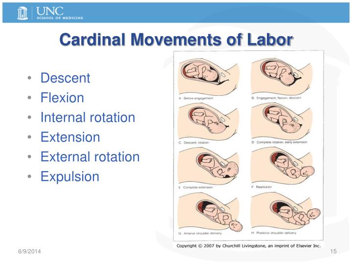 cardinal movements of labor